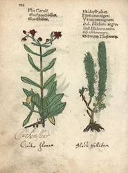 Ragged robin, Lychnis flos-cuculi, and black false hellebore, Veratrum nigrum. Hand-coloured woodblock engraving of a botanical illustration from Adam Lonicer