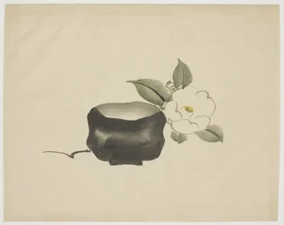 Raku Tea Bowl and White Camellia