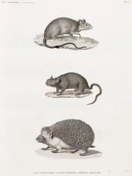 Rat from Alexandria; Echimis from Egypt; Eared Hedgehog