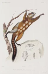 Red-Bellied or Mexican Grey Squirrel
