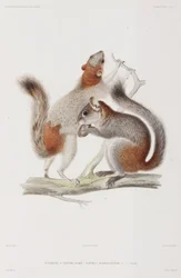 Red-bellied or Mexican grey squirrels