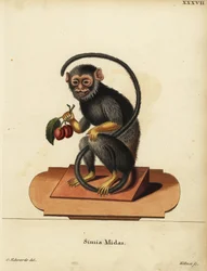 Red-handed or Gold-handed Tamarin, Saguinus midas. Simia midas. Handcoloured copperplate engraving by Joseph Kellner after an illustration by George Edwards from Johann Christian Daniel Schreber