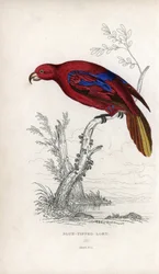 Red Lori, Eos rubra. Psittacus caeruleatus