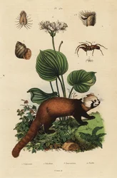 Red panda, Ailurus fulgens, endangered, northern Christmas lily, Proiphys amboinensis, river snail, Viviparus viviparus, and spider, Palpimanus species