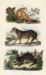 Red slender loris, wolf, and Eurasian otter