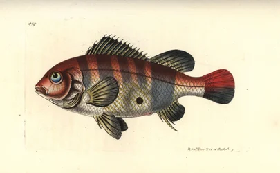 Redstriped eartheater