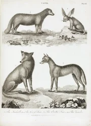 Foxes and Jackals