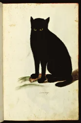 Representation of a black cat. Illustrated chart of a manuscript of Natural History on Animals, Fonds Ulisse Aldrovandi, University Bibl., ed. 1603