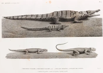 Reptiles: Crocodiles and Stellions
