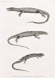 Reptiles: Tupinambis Nile