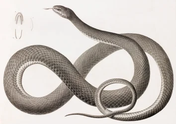 Reptiles: A Close Up Image of an Illustration of a Snake