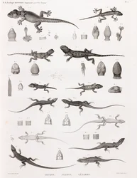 Reptiles: Geckos, Agamas, Lizards