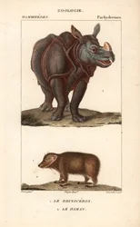 Rhinoceros and Daman