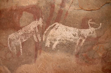 Rock Art, Prehistory: Rock Painting of White and Two-Tone Cattle in an Ornate Shelter, in the Uweinat Massif, Sudan (Karkur-Talh or Karkur Talh). Period from 8000 to 3000 years BC. Photography