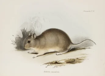 Rodent, c 1832-1836