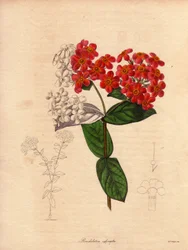 Rondeletie ecarlate or fragrant (Rondeletia odorata). Shrub native to Panama and Cuba, blossomed in the spring of pink and yellow orange flowers. Illustration by Augusta Innes Withers