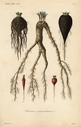 Root vegetables