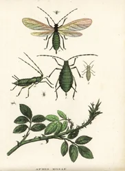 Rose aphid, Aphis rosae, on rose bush. Handcoloured lithograph from Georg Friedrich Treitschke