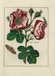 Rose, variete Rosa provincialis, with insects