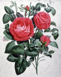 Roses