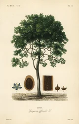 Roughbark lignum-vitae or guaiacwood