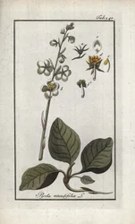 Round-Leaved Pyrole (Pyrola rotundifolia). Lithograph from 