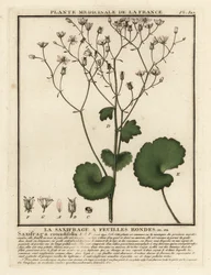 Round-leaved saxifrage, Saxifraga rotundifolia