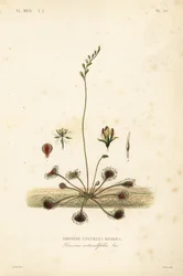 Round-leaved sundew or common sundew
