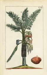 Sago palm tree, Metroxylon sagu