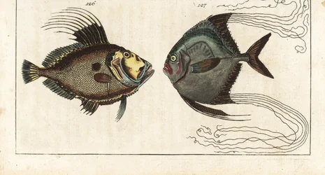 John Dory, Zeus faber, and African Pompano, Alectis ciliaris