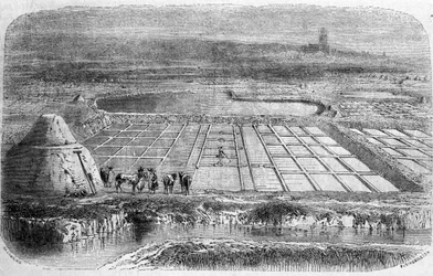 Salt production: salt marshes of southern France. 19th century engraving
