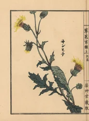 Japanese Purple Passion, Gynura japonica (One Hundred Varieties of Flowers)