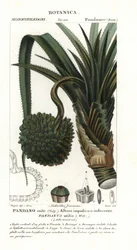 Screw Pine, Pandanus Utilis