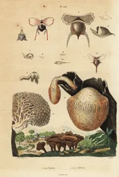 Sea Snails and Hydnum Mushrooms