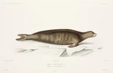 Seal