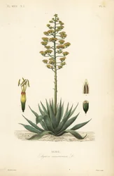 Sentry plant, century plant, maguey or American aloe
