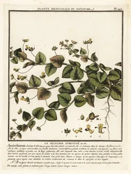 Sharpleaf cancerwort, Kickxia elatine