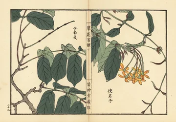 Shikunshi, Chinese honeysuckle or Rangoon creeper, Combretum indicum (Quisqualis indica) Handcoloured woodblock print by Kono Bairei from Kusa Bana Hyakushu (One Hundred Varieties of Flowers), Tokyo, Yamada