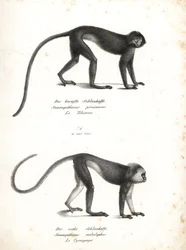 Silvery Lutung, Trachypithecus cristatus (Semnopithecus pruinosus) and Sumatran Surili, Presbytis melalophos (Semnopithecus melalophos) endangered. Lithograph by Karl Joseph Brodtmann from Heinrich Rudolf Schinz