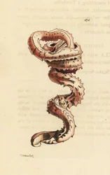 Slit Worm Shell