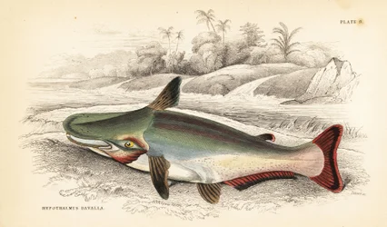Slopehead Catfish, Ageneiosus Inermis. Handcoloured Steel Engraving by W.H. Lizars from Robert Schomburg