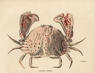 Smooth or red-spotted box crab, Calappa calappa. Handcoloured steel engraving by A. Scipp from Georg Friedrich Treitschke