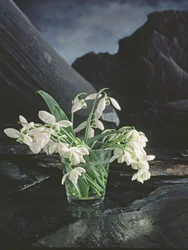 Snowdrops