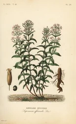 Soapwort or soapweed, Saponaria officinalis