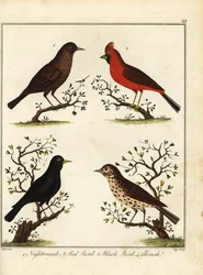 Songbirds: nightingale, red bird, blackbird and thrush. 1792