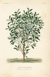 Soursop, graviola or guyabano tree