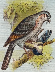 Sparrow. Engraving in "Alphabet de ma petite fille". Bernardin-Bechet and Fils, bookseller-publishers, Paris, around 1895