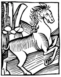 Spirited Horse Standing on Its Hindquarters