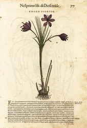 Spring crocus