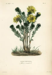 Spring pheasant